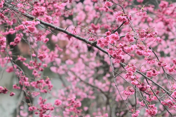 5 March 2011 the Cherry blossoms in full bloom at Cheung Chau