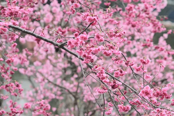 March 2011 Cherry Blossoms Full Bloom Cheung Chau — Stock Photo, Image
