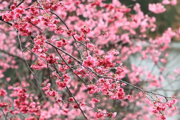 March 2011 Cherry Blossoms Full Bloom Cheung Chau — Stockfoto