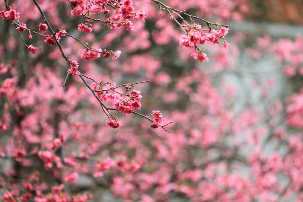 5 March 2011 the Cherry blossoms in full bloom at Cheung Chau