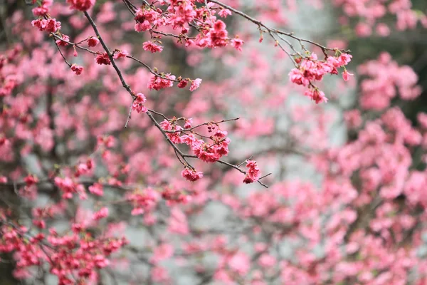 5 March 2011 the Cherry blossoms in full bloom at Cheung Chau