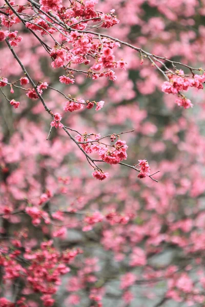 March 2011 Cherry Blossoms Full Bloom Cheung Chau — Foto de Stock