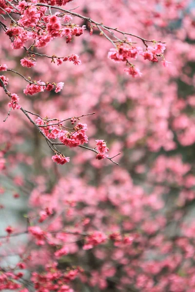 March 2011 Cherry Blossoms Full Bloom Cheung Chau — Stok fotoğraf