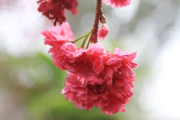 March 2011 Cherry Blossoms Full Bloom Cheung Chau — Foto Stock