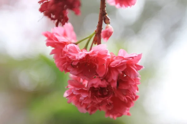 March 2011 Cherry Blossoms Full Bloom Cheung Chau — 图库照片