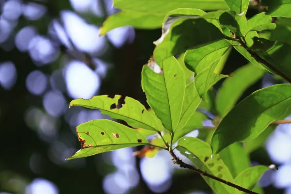 Plant Leaf Green Plant Leaf Nature Concept — Stockfoto