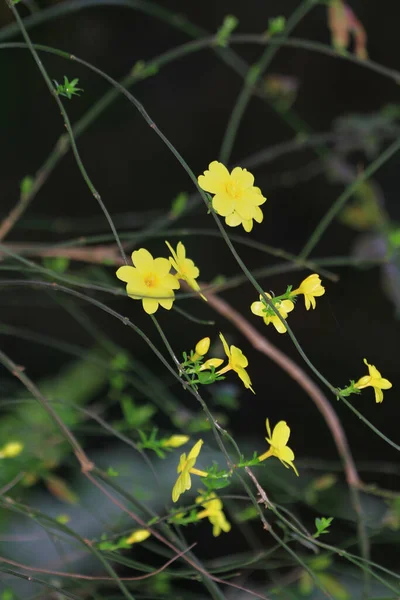 Flores Amarelas Primavera Contra Fundo Desfocado Árvore Florescente — Fotografia de Stock