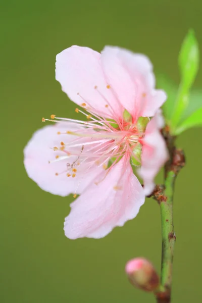 Blooming Pink Flowers Peach Trees Orchard — Stock Photo, Image