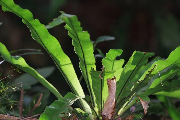 Plant Leaf Green Plant Leaf Nature Concept — Stockfoto