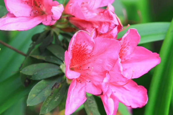 Krásná Rododendronová Květina Jarní Zahradě — Stock fotografie