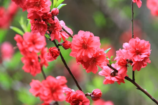 a Low Angle View Of Pink Cherry Blossoms In Spring