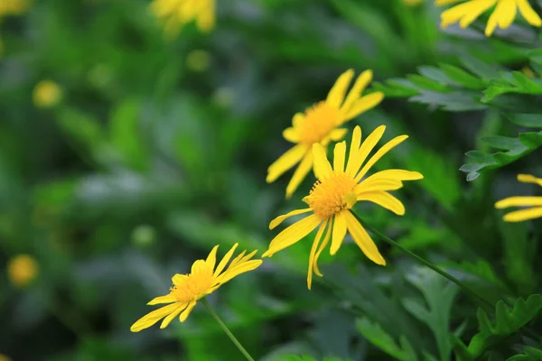 daisy flowers on back ground of the season landscape.