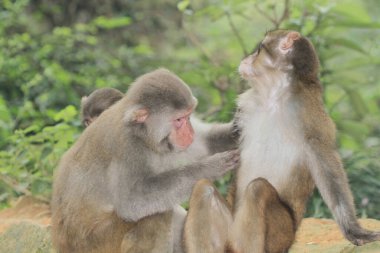 Hong Kong 'daki Maymun, Kam Shan Şehir Parkı