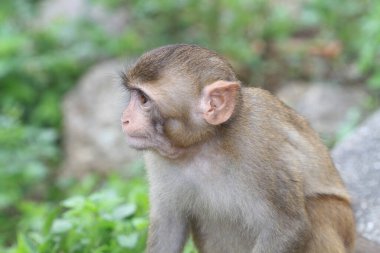 Monkey in Hong Kong. Monkey in country park in Hong Kong
