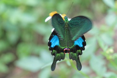 the Close up shot of a Paris Peacock butterfly