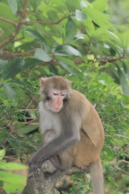 Hong Kong 'daki Maymun, Kam Shan Şehir Parkı