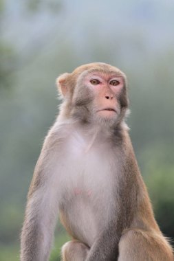 Hong Kong 'daki Maymun, Kam Shan Şehir Parkı