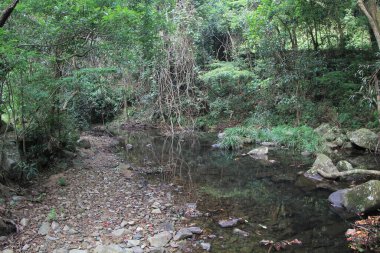8 Oct 2011 Shing Mun Reservoir Creek,  Shing Mun Reservoir