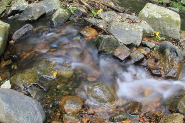 8 Oct 2011 Shing Mun Reservoir Creek,  Shing Mun Reservoir