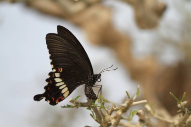 beautiful butterfly is laying eggs under the green leaf