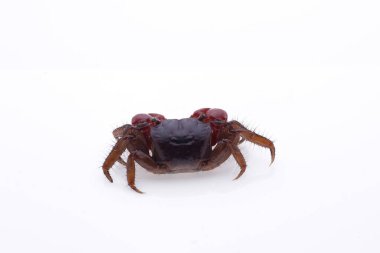 the red Crab, crab isolated on white background