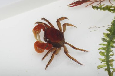 the red Crab, crab isolated on white background