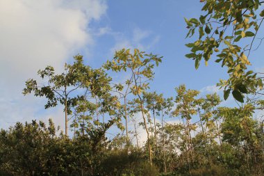 17 Sept 2011 the nature background, tree and blur sky