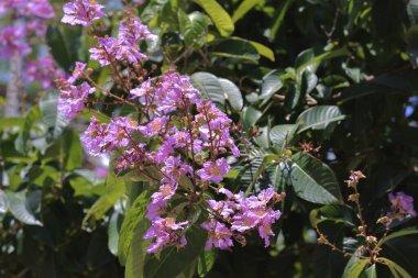 the Violet color of Queen's crape myrtle flower.