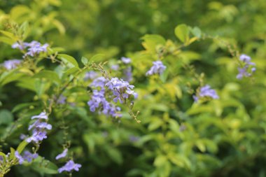 a White & Purple Duranta Flowers On Tree At Garde