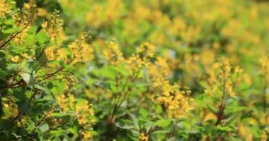 Galphimia, Gold Showers growing, green leaves, bush in park