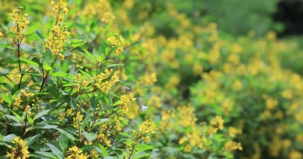 Galphimia Gold Showers Growing Green Leaves Bush Park — Video Stock