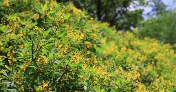 Galphimia Gold Showers Growing Green Leaves Bush Park — Stock videók