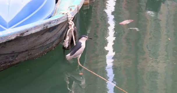 Grey Heron Coast Hong Kong — Wideo stockowe
