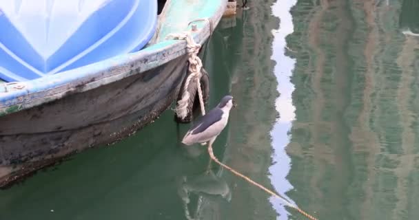 Grey Heron Coast Hong Kong — Stok video