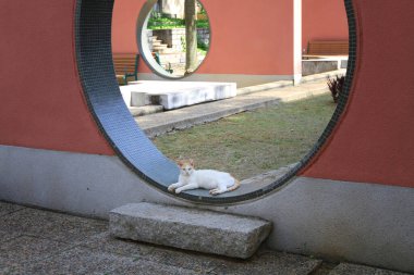20 Aug 2011 the Cat lying on the Circle entrance