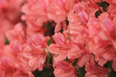 20 March 2011 Rhododendron simsii, azalea blooming on tree at sprin