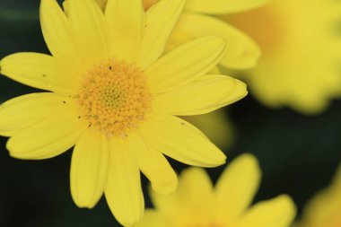 Sezon manzarasının arka planında papatya çiçekleri.