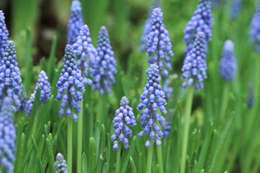 a purple flowers with shallow depth of field