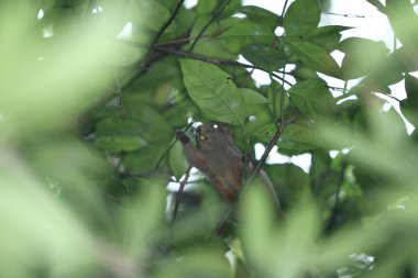 Squirrel on the lookout for food early morning