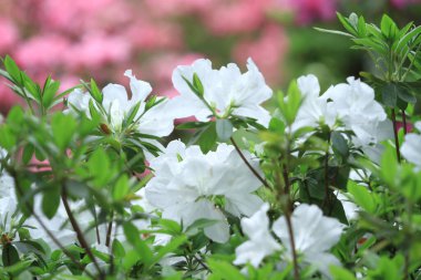 Bahar bahçesindeki güzel rhododendron.