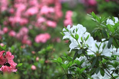 Bahar bahçesindeki güzel rhododendron.