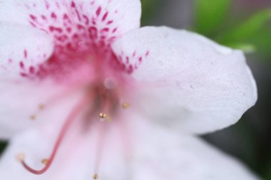 Bahar bahçesindeki güzel rhododendron.