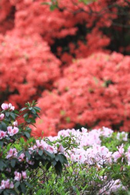 Bahar bahçesindeki güzel rhododendron.