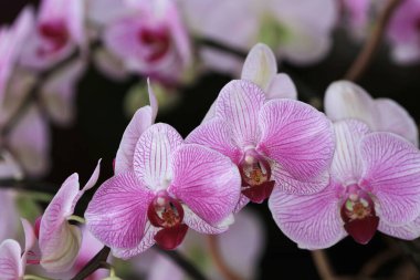 Güzel orkide çiçeği açan, güzel çiçek bahçesi