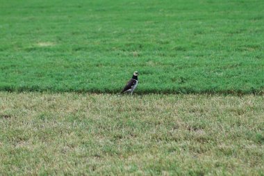 10 July 2011  the bird on green lawn at Happy Valley Racecourse