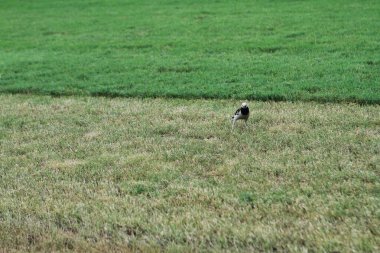 10 July 2011 the bird on green lawn at Happy Valley Racecourse