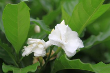 Tabernaemontana divaricata, commonly called crape jasmine and pinwheel flower,