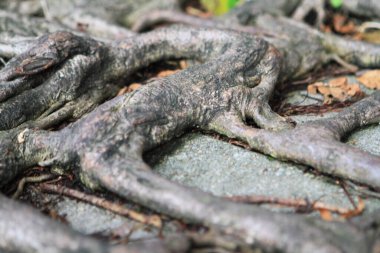 10 July 2011 the tree root with brick road, hong kong 