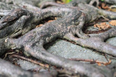 10 July 2011 the tree root with brick road, hong kong 