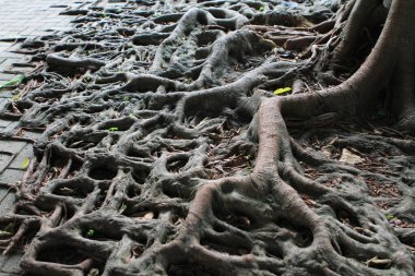 10 July 2011 the tree root with brick road, hong kong 
